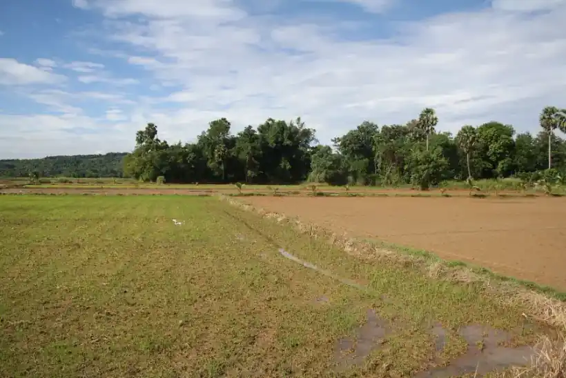 Green paddy fields and palms in Palakkad, Kerala
